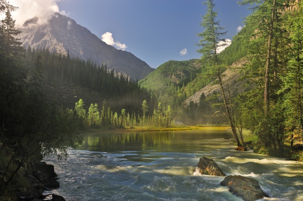 A river running through a lush green forest